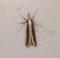 Juniper Webworm Moth thumbnail 1