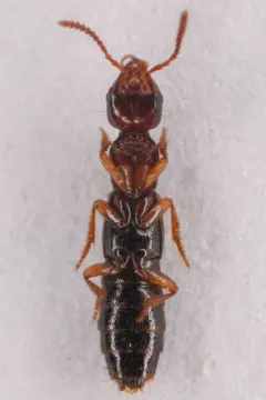 Atrecus macrocephalus thumbnail 1