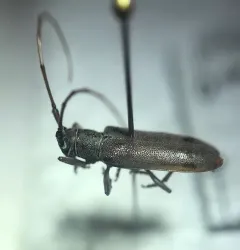 Hebestola pullata thumbnail 3