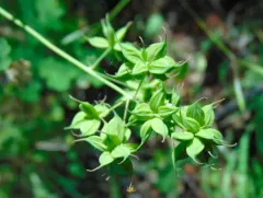 Fendler's Meadow-rue thumbnail 4