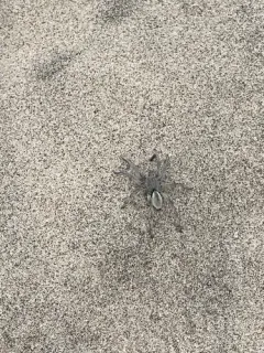 Black-bellied Burrowing Wolf Spider thumbnail 3