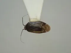 Plagiognathus politus thumbnail 2