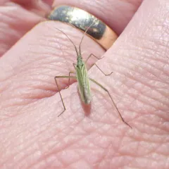 Megaloceroea recticornis thumbnail 1