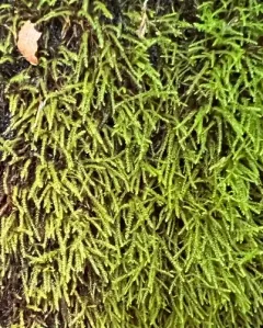 New England Bryhnia Moss thumbnail 4
