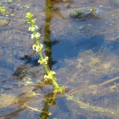 whorled water-milfoil thumbnail 1