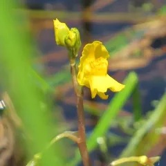 common bladderwort thumbnail 3