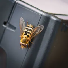 Yellow-margined Flower Fly thumbnail 2