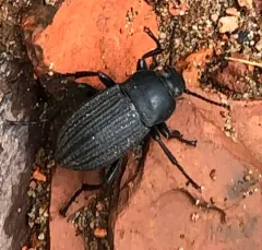 Three-ribbed Darkling Beetle thumbnail 1