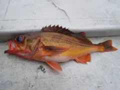 Redstripe Rockfish thumbnail 4