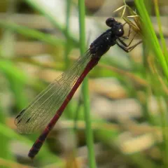 Eastern Red Damsel thumbnail 1