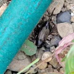 Spring Field Cricket thumbnail 2