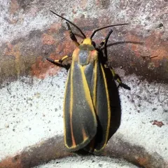 Painted Lichen Moth thumbnail 4
