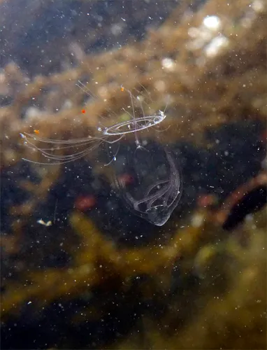 Aglantha digitale