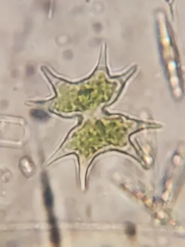 Xanthidium impar
