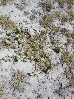 newberry's cinquefoil thumbnail 3