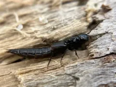 Philonthus nudus thumbnail 3