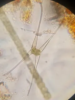 Closterium rostratum thumbnail 1