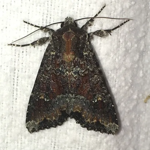 Yellow-headed Cutworm Moth