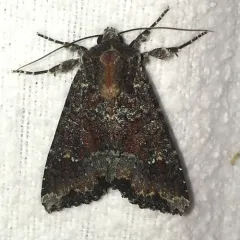 Yellow-headed Cutworm Moth thumbnail 1