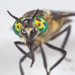 Chrysops sordidus thumbnail 3