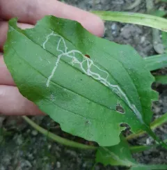 Phytomyza plantaginis thumbnail 2