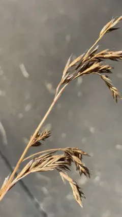 Rescue Brome thumbnail 2