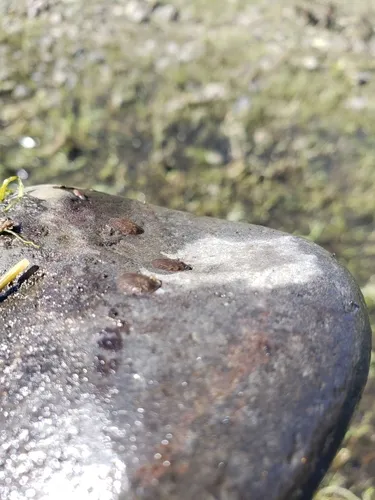Psephenus falli