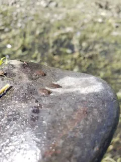Psephenus falli thumbnail 1