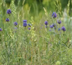 Tufted Penstemon thumbnail 4