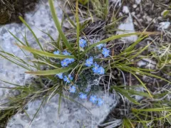 Howard's Alpine Forget-me-not thumbnail 4