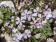 Alyssum-leaf phlox thumbnail 4