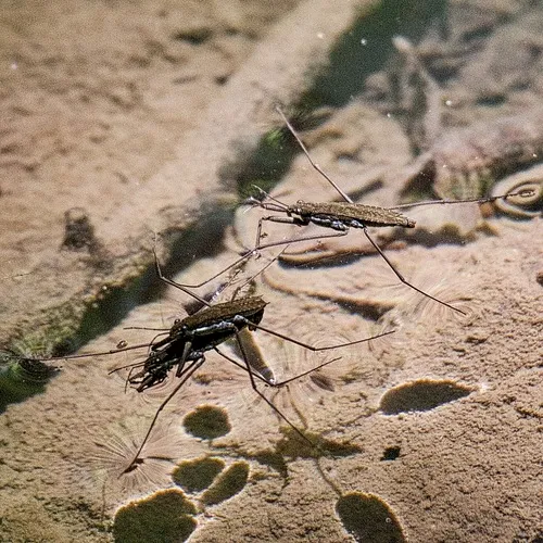 North American Common Water Strider