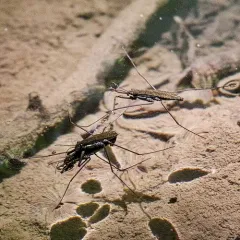 North American Common Water Strider thumbnail 1