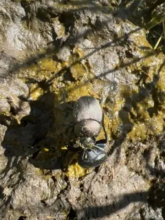 Boreocanthon praticola thumbnail 2