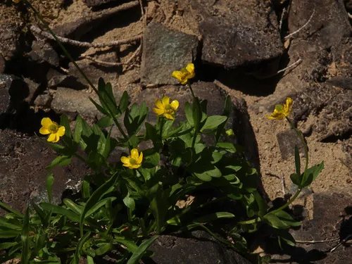 Timberline Buttercup