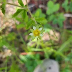 sticky cinquefoil thumbnail 4