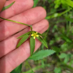 woodland buttercup thumbnail 4