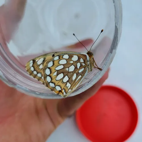 Coronis Fritillary