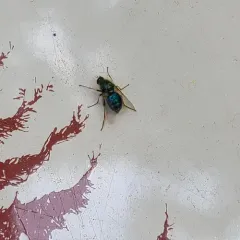 Eulonchus tristis thumbnail 2