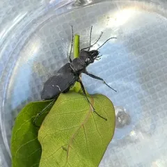 Prairie Long-lipped Tiger Beetle thumbnail 3