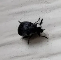 Broom Seed Beetle thumbnail 3