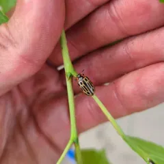 Cottonwood Leaf Beetle thumbnail 3