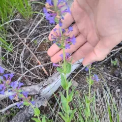 Chelan Penstemon thumbnail 2