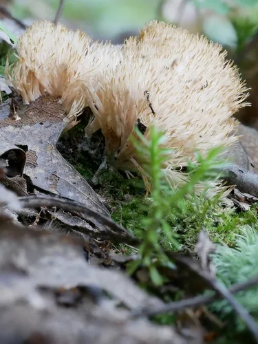 Tremellodendron merismatoides