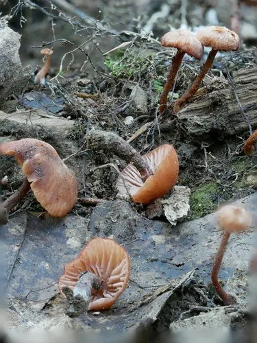 Laccaria ohiensis