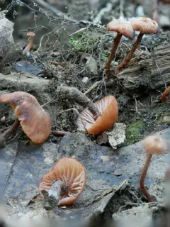Laccaria ohiensis thumbnail 1