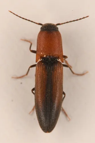 Idolus columbiana