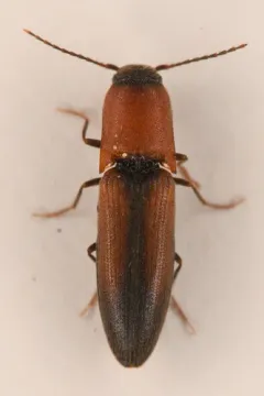Idolus columbiana thumbnail 1