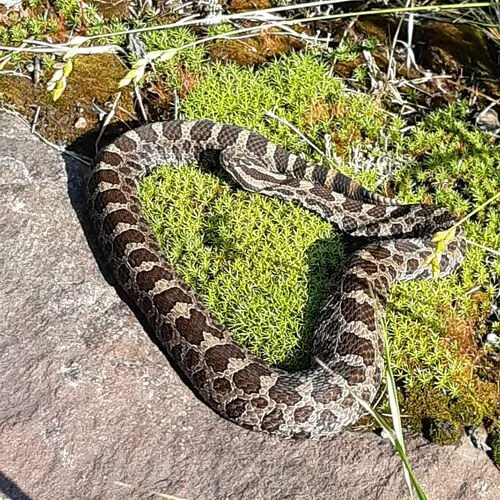 Eastern Massasauga