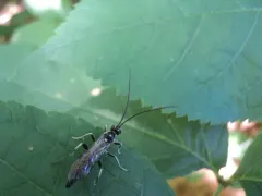 Cratichneumon sublatus thumbnail 4